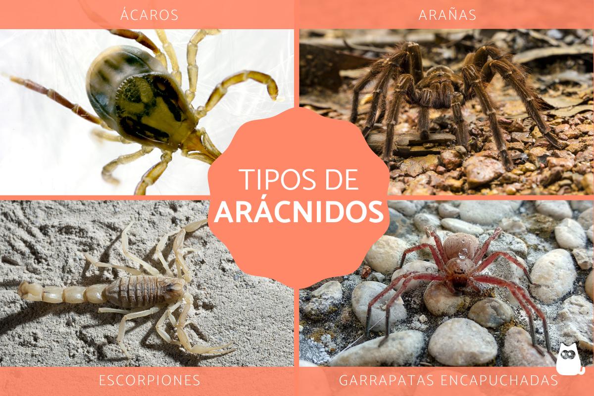 Tipos de arácnidos y sus características