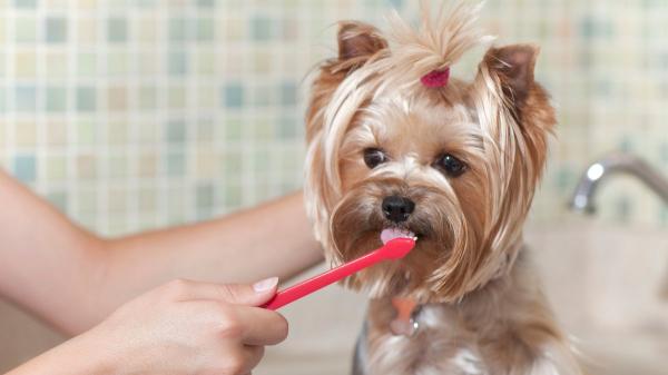 Los veterinarios alertan: estas son las razas de perro con más tendencia a la enfermedad periodontal - Veterinarios españoles alertan sobre el problema dental que más se repite en consulta canina