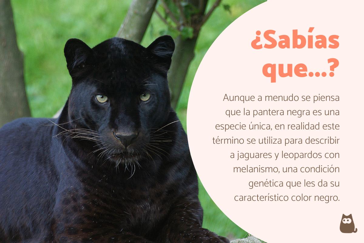 Curiosidades de la pantera negra