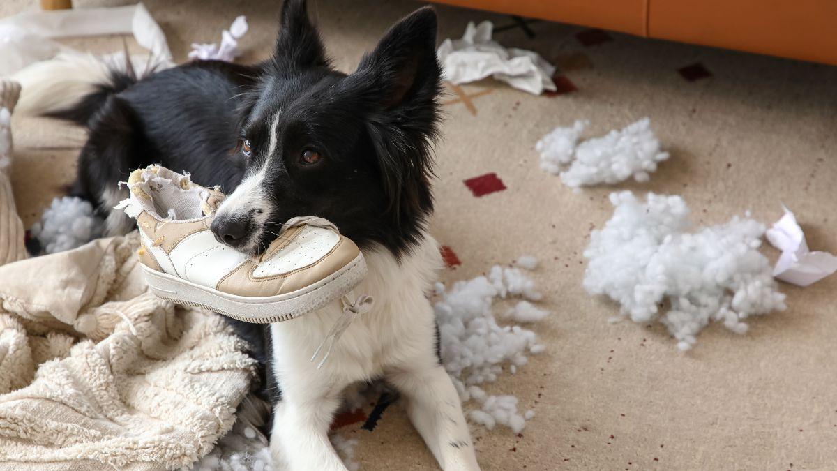 La señal que indica que un perro se aburre en casa y que muchos tutores confunden con una travesura