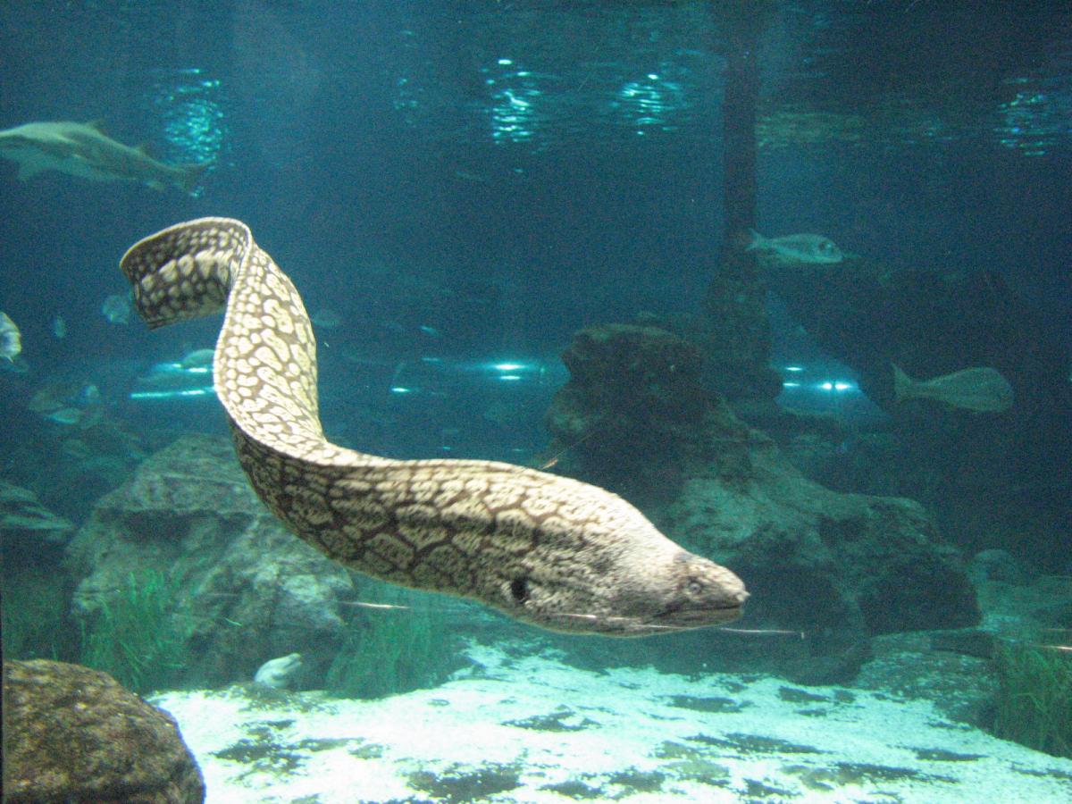 Peces de río - Nombres y Fotos