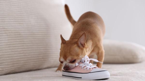 La señal que indica que un perro se aburre en casa y que muchos tutores confunden con una travesura - Si tu perro hace esto en casa, podría estar sufriendo aburrimiento y estrés