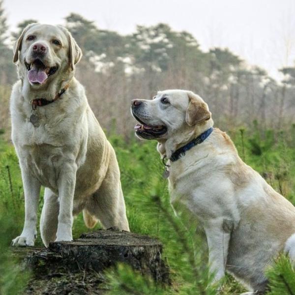 un perro que parece un gokden retriever y un labrador