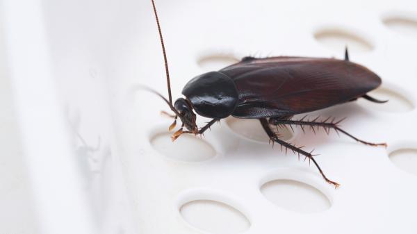 Las cucarachas no aparecen de noche y desaparecen de día por casualidad, la evolución explica por qué: “Es más fácil sobrevivir” - La aparición de luz se asocia a la presencia de depredadores