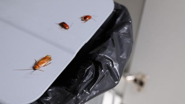 Las cucarachas no aparecen de noche y desaparecen de día por casualidad, la evolución explica por qué: “Es más fácil sobrevivir” - La humedad también desempeña un papel importante
