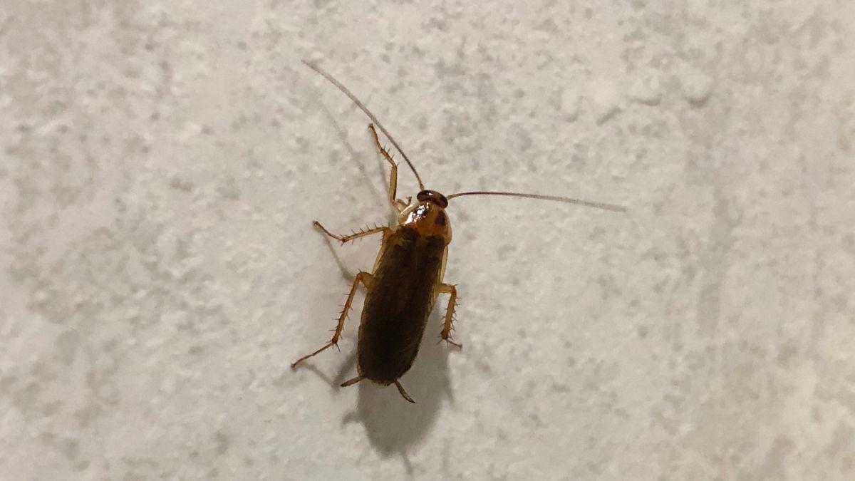 Las cucarachas no aparecen de noche y desaparecen de día por casualidad, la evolución explica por qué: “Es más fácil sobrevivir”