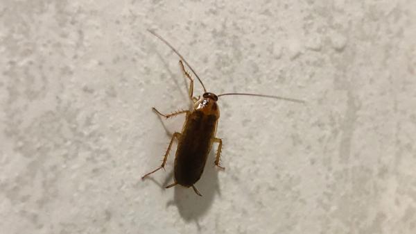 Las cucarachas no aparecen de noche y desaparecen de día por casualidad, la evolución explica por qué: “Es más fácil sobrevivir”