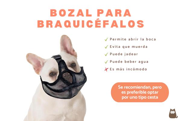Tipos de bozales para perros - 4. Bozal para braquicéfalos 
