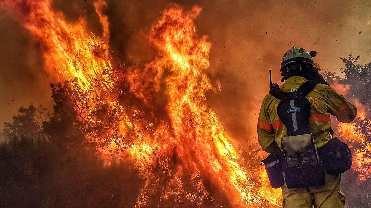 Madrid garantiza veterinario gratis a perros, gatos y otras mascotas afectadas por los incendios
