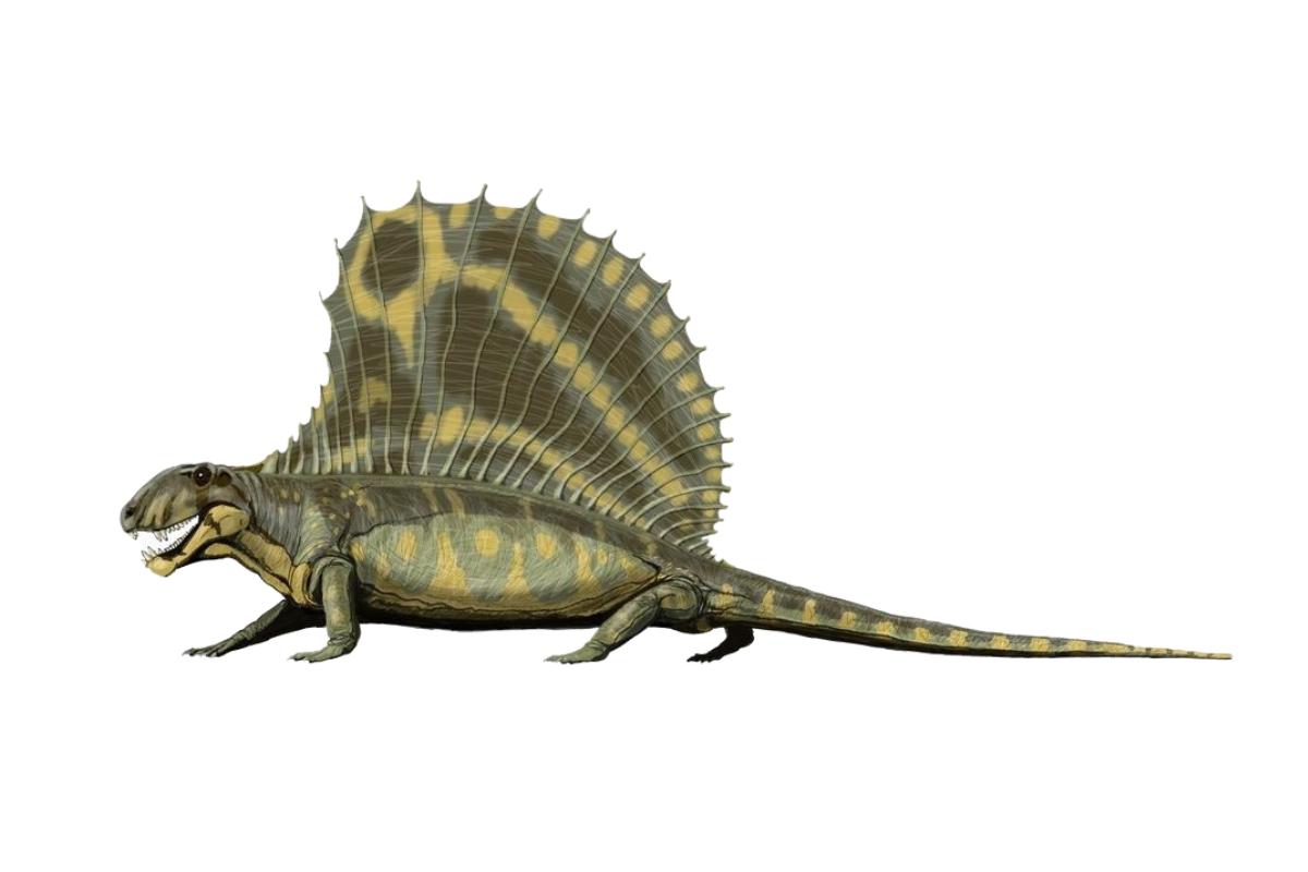 Sinápsidos - Qué son, origen y características