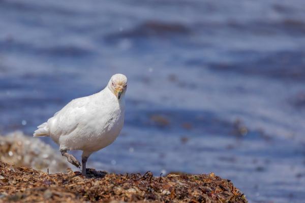 Aves blancas y sus nombres - 10. Paloma antártica (Chionis alba) 