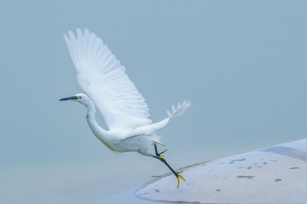 Aves blancas y sus nombres - 1. Garceta común (Egretta garzetta) 