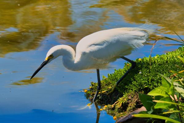 Aves blancas y sus nombres - 2. Garza blanca (Ardea alba) 