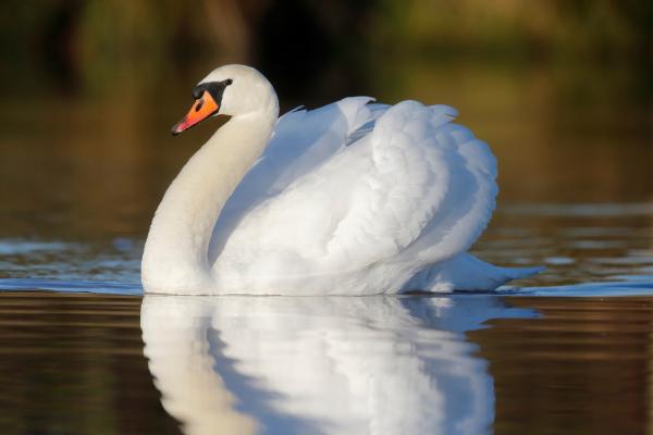 Aves blancas y sus nombres - 3. Cisne blanco (Cygnus olor) 