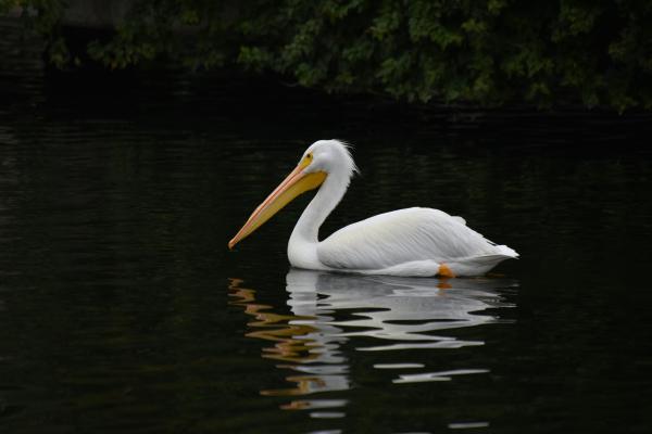 Aves blancas y sus nombres - 4. Pelícano blanco americano (Pelecanus erythrorhynchos)