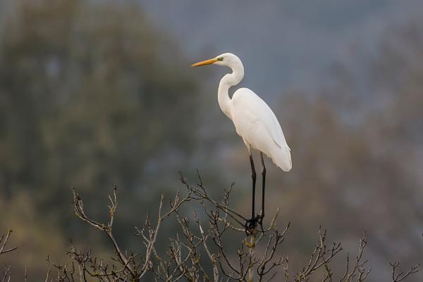 Aves blancas y sus nombres - 5. Garceta nívea (Egretta thula) 