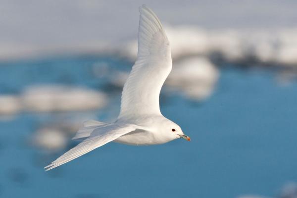 Aves blancas y sus nombres - 6. Gaviota marfil (Pagophila eburnea) 
