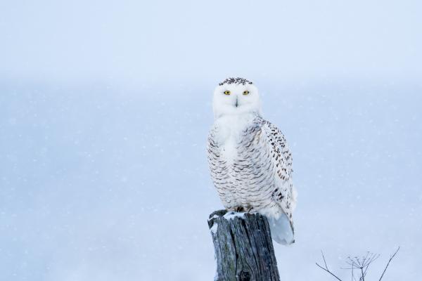 Aves blancas y sus nombres - 7. Búho nival (Bubo scandiacus) 