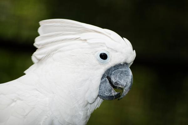 Aves blancas y sus nombres - 8. Cacatúa alba (Cacatua alba)