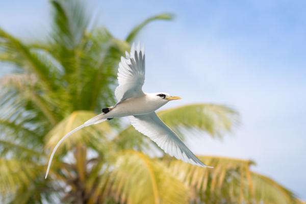 Aves blancas y sus nombres - 9. Rabijunco común (Phaethon lepturus)