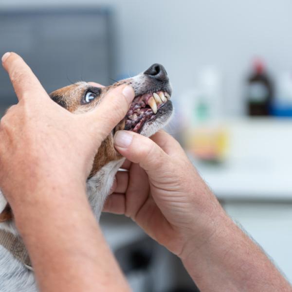 los perros tienen sangrado de implantación
