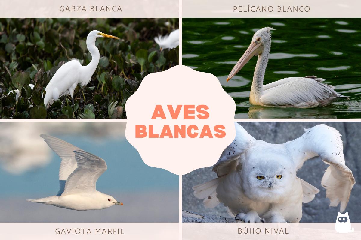 Aves blancas y sus nombres