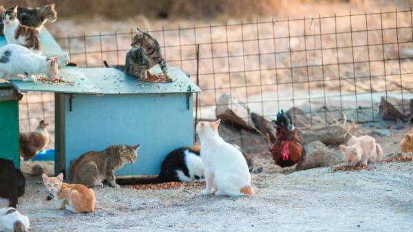 Mari Paz Bulnes, gestora de colonias felinas: “No podemos cambiar la vida de los gatos de la calle, pero sí hacer que sea más digna, más segura y menos difícil” - La Ley de Bienestar Animal establece cómo deben gestionarse las colonias felinas