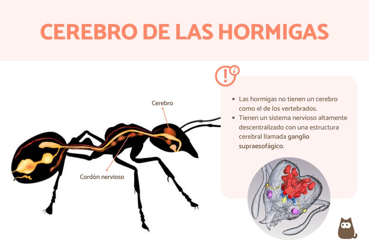 ¿Las hormigas tienen cerebro?