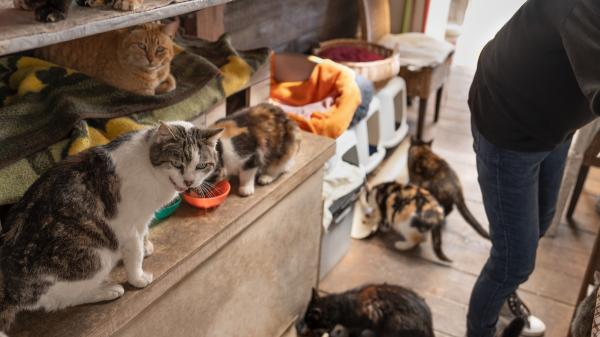 Mari Paz Bulnes, gestora de colonias felinas: “No podemos cambiar la vida de los gatos de la calle, pero sí hacer que sea más digna, más segura y menos difícil”