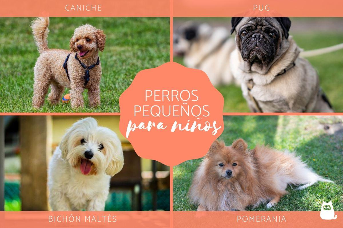 Perros pequeños ideales para niños