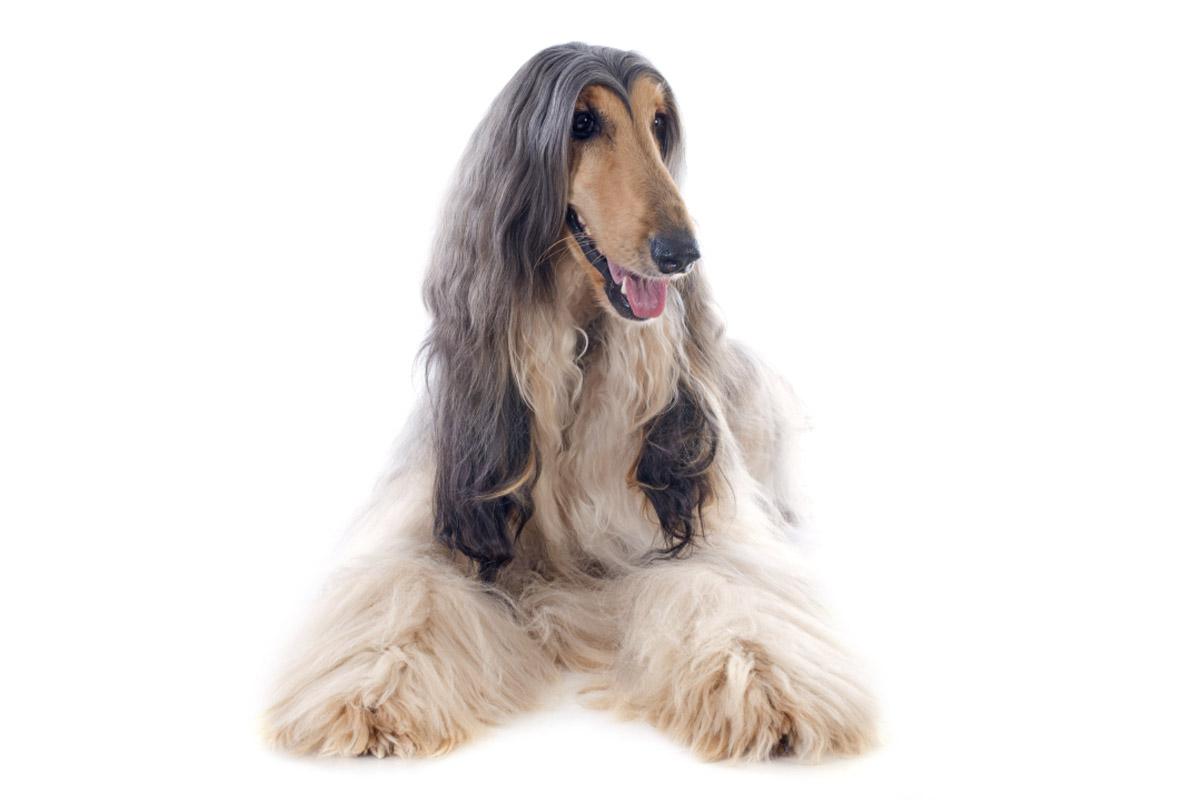 10 Perros de pelo largo