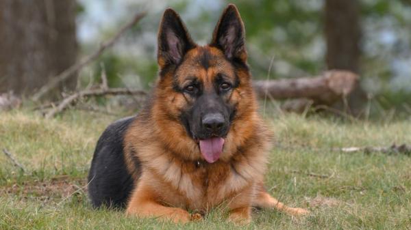 Manuel Balibrea, educador canino, sobre el pastor alemán: “Este perro necesita retos diarios, dirección firme y alguien capaz de estar a su altura; si no, toda su fuerza y energía se desbordan” - Ejercicio físico y estimulación mental: lo que necesita un pastor alemán para mantenerse equilibrado