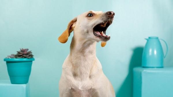 ¿Te pueden quitar a tu perro por ladrar? Esto es lo que dice la Ley de Propiedad Horizontal: ''Los ladridos pueden traer problemas legales'' - ¿Es legal que te quiten a tu perro por ladrar?