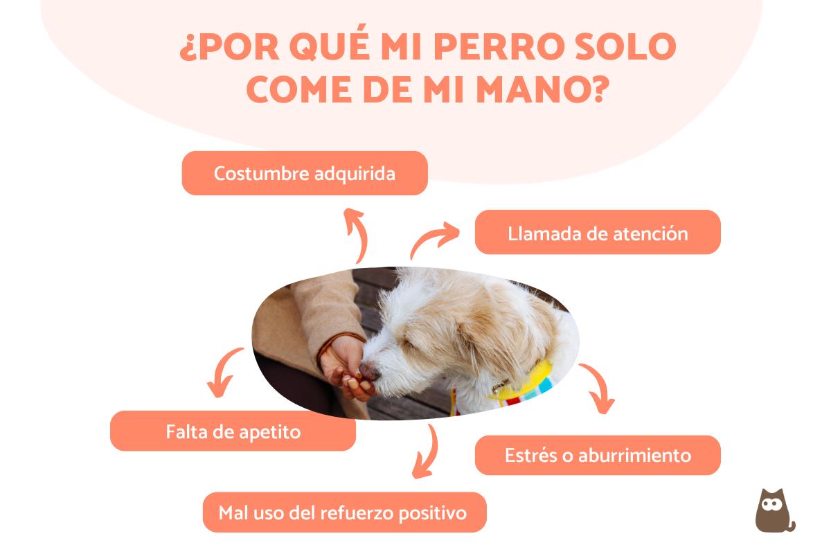 Mi perro solo come si le doy en la boca - Causas y qué hacer