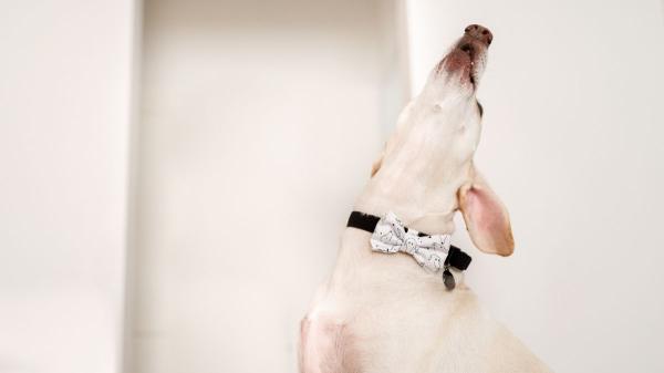 ¿Te pueden quitar a tu perro por ladrar? Esto es lo que dice la Ley de Propiedad Horizontal: ''Los ladridos pueden traer problemas legales'' - ¿Qué dice la ley sobre los ladridos de perros en España?