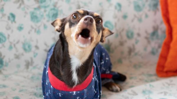 ¿Te pueden quitar a tu perro por ladrar? Esto es lo que dice la Ley de Propiedad Horizontal: ''Los ladridos pueden traer problemas legales''