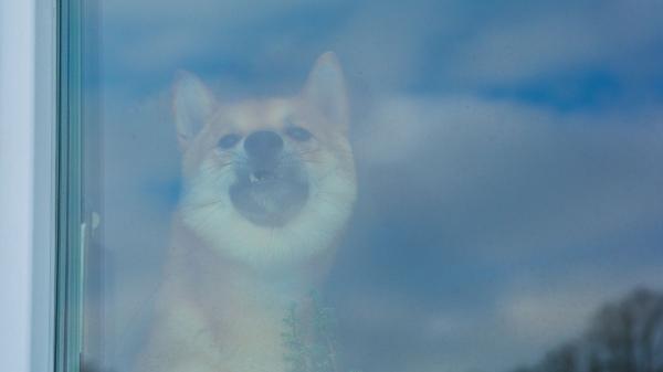 ¿Te pueden quitar a tu perro por ladrar? Esto es lo que dice la Ley de Propiedad Horizontal: ''Los ladridos pueden traer problemas legales'' - ¿Y si es el perro de tu vecino el que no para de ladrar? Esto es lo que puedes hacer