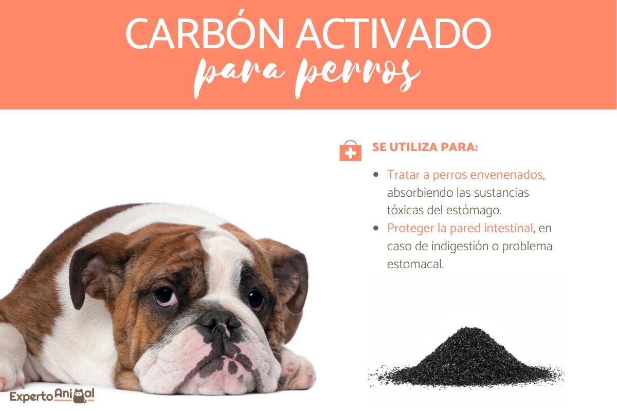 Carbón activado para perros - Dosis y usos