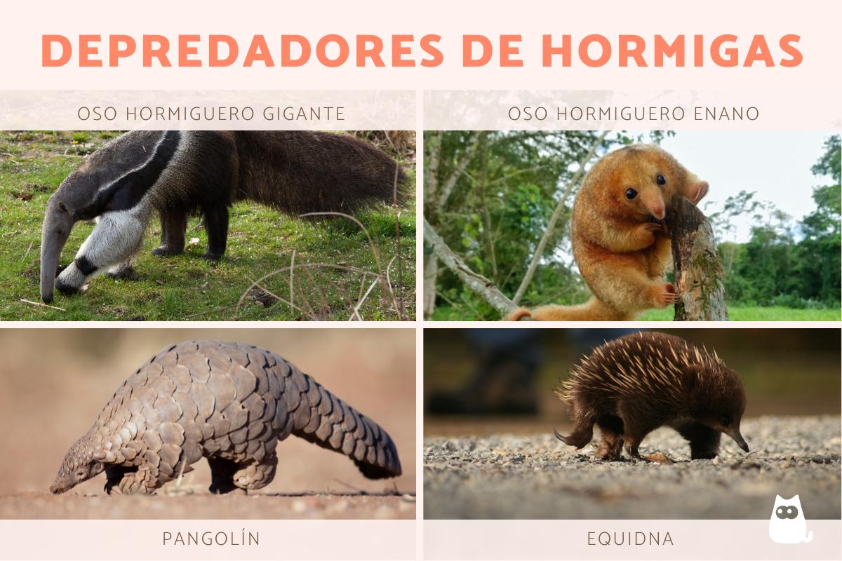Depredadores de las hormigas