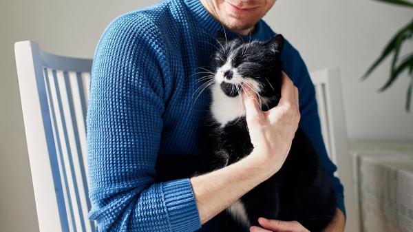 Ni comida ni mimos: la verdadera razón por la que un gato elige a su persona favorita - Más que caricias: los pilares para convertirte en su persona preferida