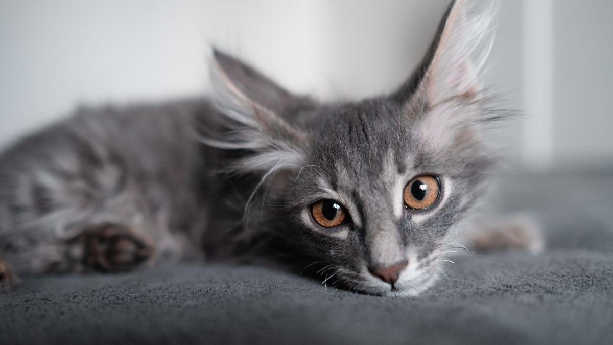 Ni comida ni mimos: la verdadera razón por la que un gato elige a su persona favorita