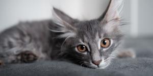 Ni comida ni mimos: la verdadera razón por la que un gato elige a su persona favorita