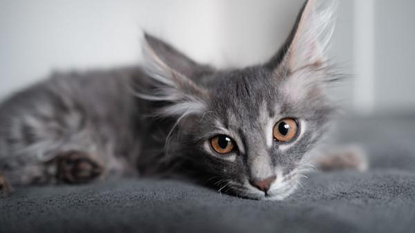 Ni comida ni mimos: la verdadera razón por la que un gato elige a su persona favorita