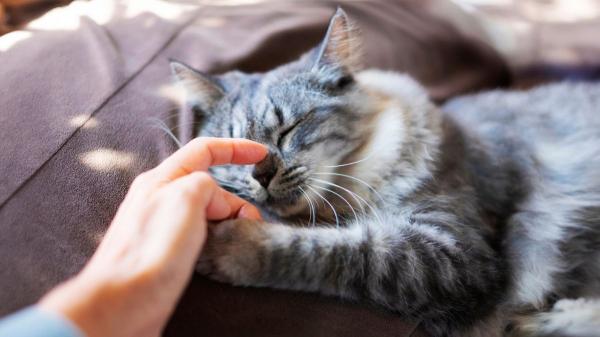 Los gatos dominan el arte de la relajación y la ciencia explica cómo lo hacen - Cada vez que un gato ronronea, su cuerpo genera un efecto similar a la vibroterapia