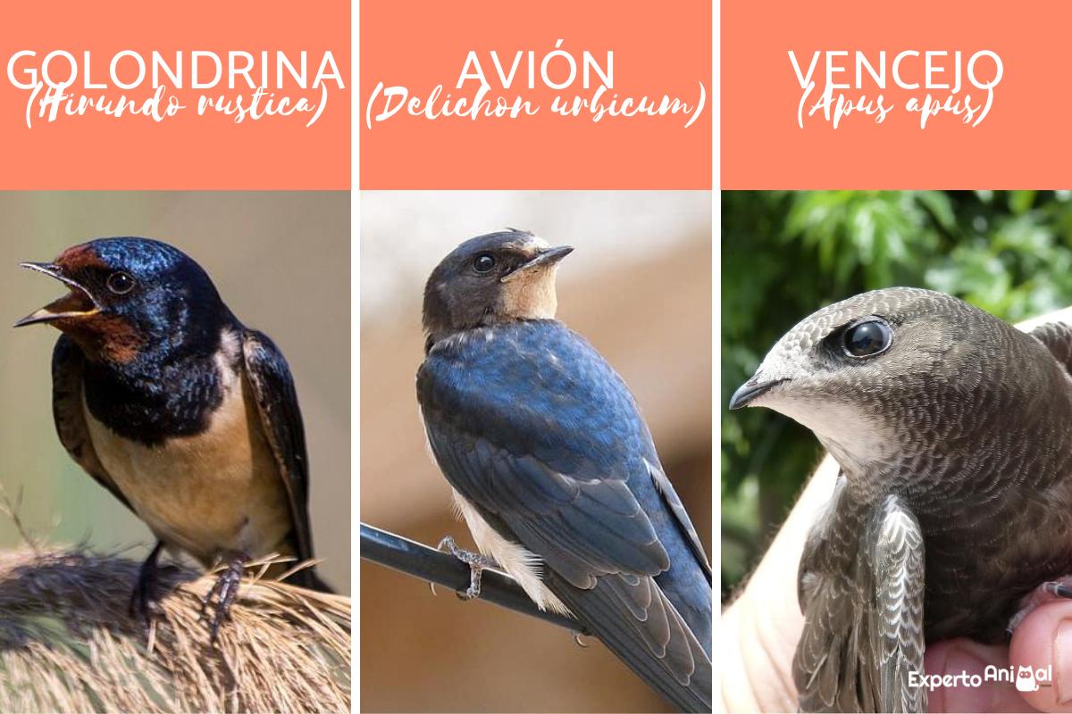 Diferencia entre golondrina, vencejo y avión