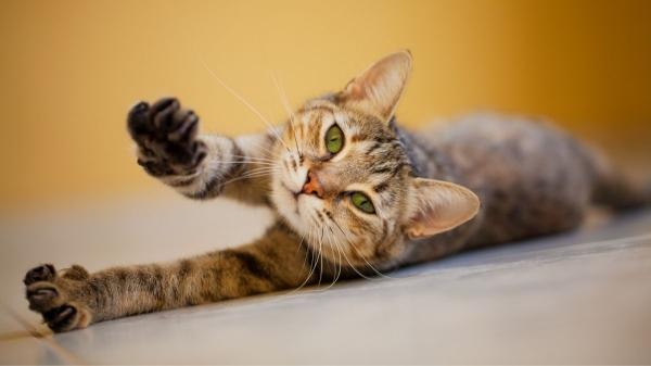 Los gatos dominan el arte de la relajación y la ciencia explica cómo lo hacen - Hasta 50 estiramientos al día, y cada uno libera endorfinas