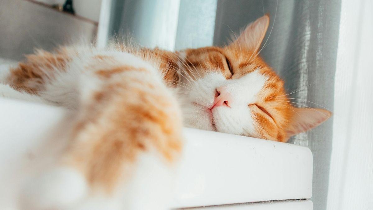 Los gatos dominan el arte de la relajación y la ciencia explica cómo lo hacen