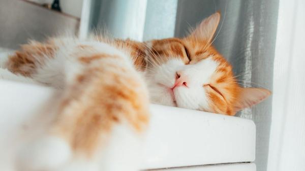 Los gatos dominan el arte de la relajación y la ciencia explica cómo lo hacen