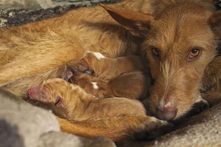 CLINDAMICINA para perros - Dosis, usos y efectos secundarios