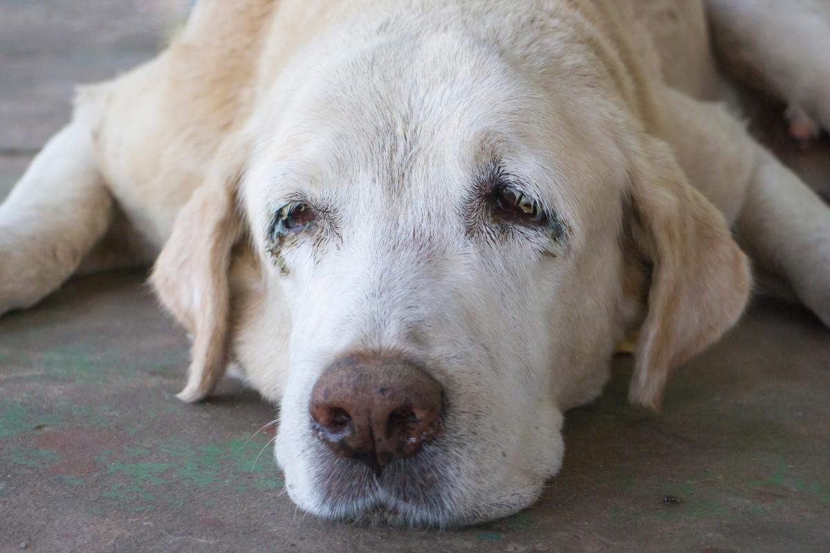 Enfermedades más comunes en perros mayores